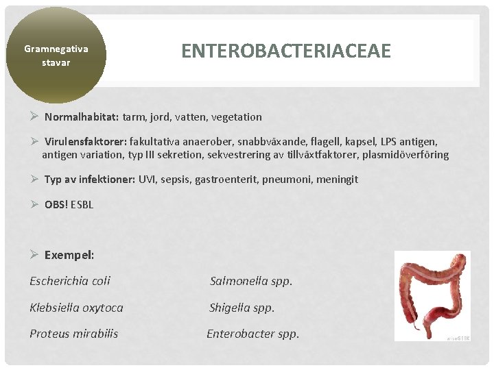 Gramnegativa stavar ENTEROBACTERIACEAE Ø Normalhabitat: tarm, jord, vatten, vegetation Ø Virulensfaktorer: fakultativa anaerober, snabbväxande,