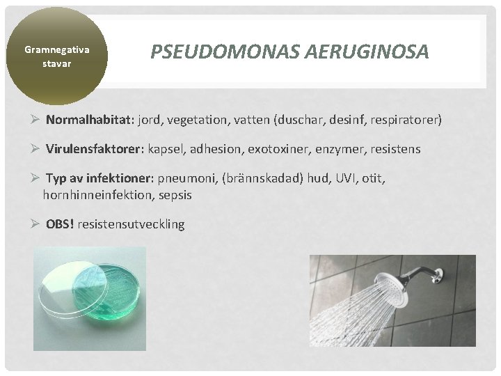 Gramnegativa stavar PSEUDOMONAS AERUGINOSA Ø Normalhabitat: jord, vegetation, vatten (duschar, desinf, respiratorer) Ø Virulensfaktorer: