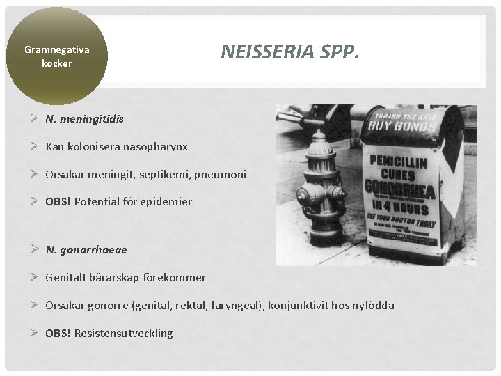 Gramnegativa kocker NEISSERIA SPP. Ø N. meningitidis Ø Kan kolonisera nasopharynx Ø Orsakar meningit,