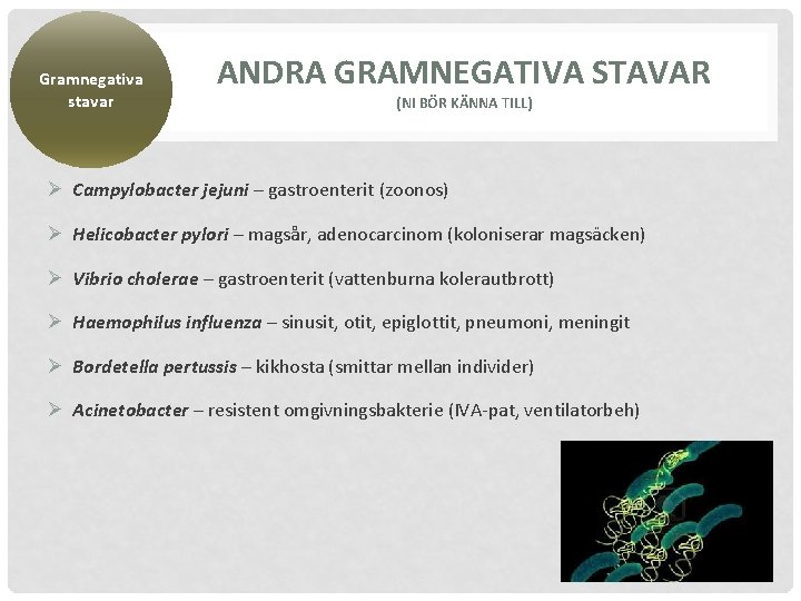 Gramnegativa stavar ANDRA GRAMNEGATIVA STAVAR (NI BÖR KÄNNA TILL) Ø Campylobacter jejuni – gastroenterit