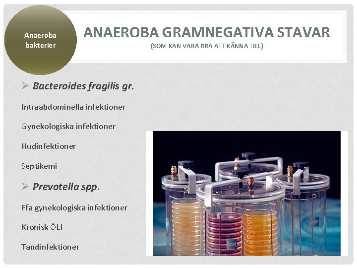 Anaeroba bakterier ANAEROBA GRAMNEGATIVA STAVAR Ø Bacteroides fragilis gr. Intraabdominella infektioner Gynekologiska infektioner Hudinfektioner