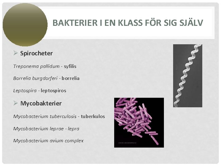 BAKTERIER I EN KLASS FÖR SIG SJÄLV Ø Spirocheter Treponema pallidum - syfilis Borrelia