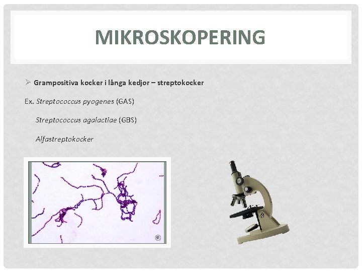 MIKROSKOPERING Ø Grampositiva kocker i långa kedjor – streptokocker Ex. Streptococcus pyogenes (GAS) Streptococcus