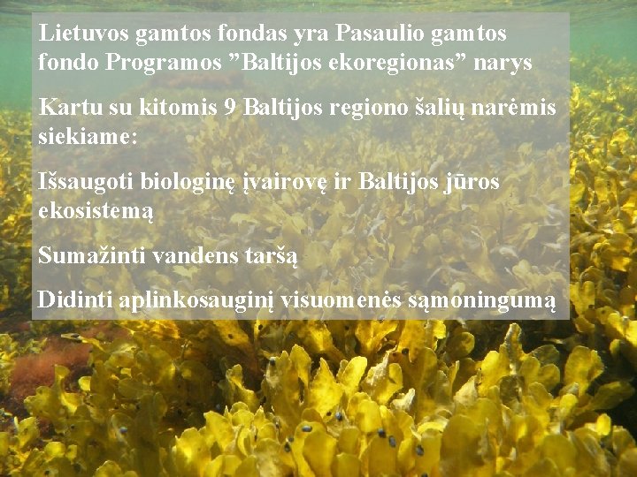 Lietuvos gamtos fondas yra Pasaulio gamtos fondo Programos ”Baltijos ekoregionas” narys Kartu su kitomis