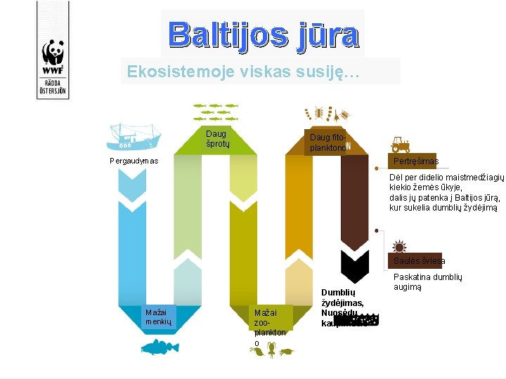 Baltijos jūra Ekosistemoje viskas susiję… Daug šprotų Daug fitoplanktono Pergaudymas Pertręšimas Dėl per didelio