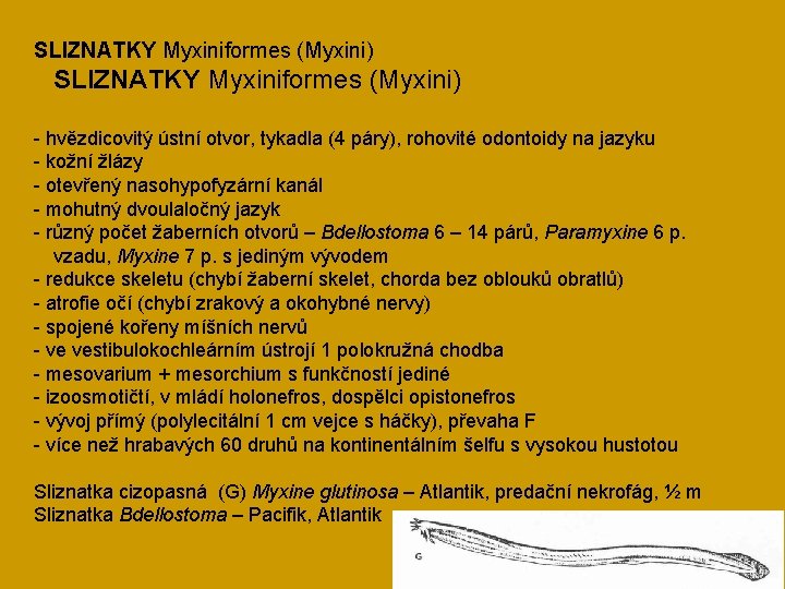 SLIZNATKY Myxiniformes (Myxini) - hvězdicovitý ústní otvor, tykadla (4 páry), rohovité odontoidy na jazyku