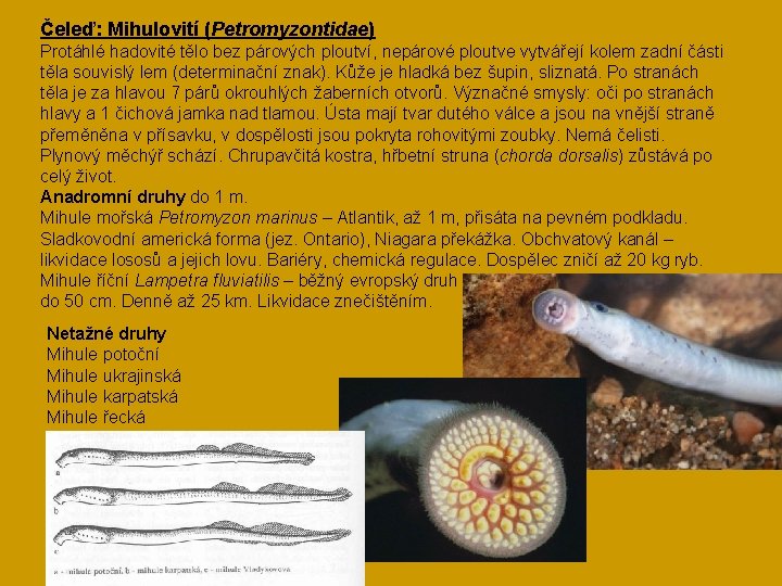 Čeleď: Mihulovití (Petromyzontidae) Protáhlé hadovité tělo bez párových ploutví, nepárové ploutve vytvářejí kolem zadní