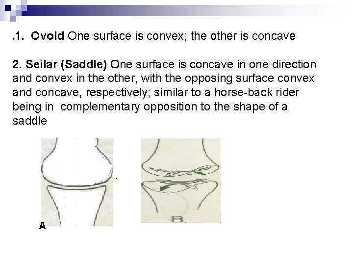 . 1. Ovoid One surface is convex; the other is concave 2. Seilar (Saddle)