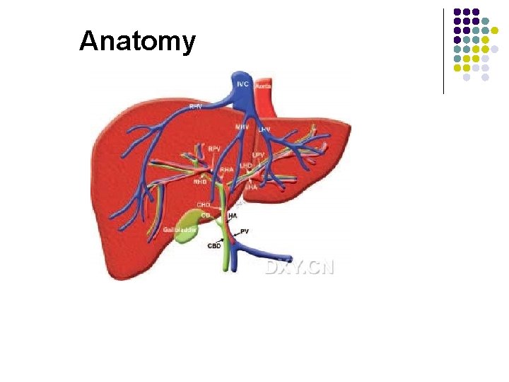 Anatomy 