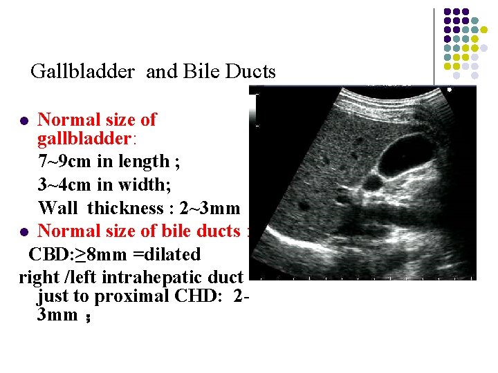 Gallbladder and Bile Ducts Normal size of gallbladder: 7~9 cm in length ; 3~4