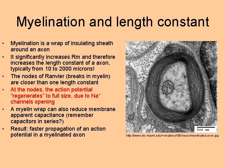 Myelination and length constant • • • Myelination is a wrap of insulating sheath