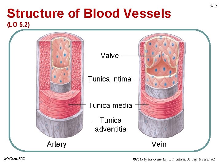 Structure of Blood Vessels 5 -12 (LO 5. 2) Valve Tunica intima Tunica media