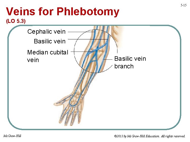 Veins for Phlebotomy 5 -15 (LO 5. 3) Cephalic vein Basilic vein Median cubital