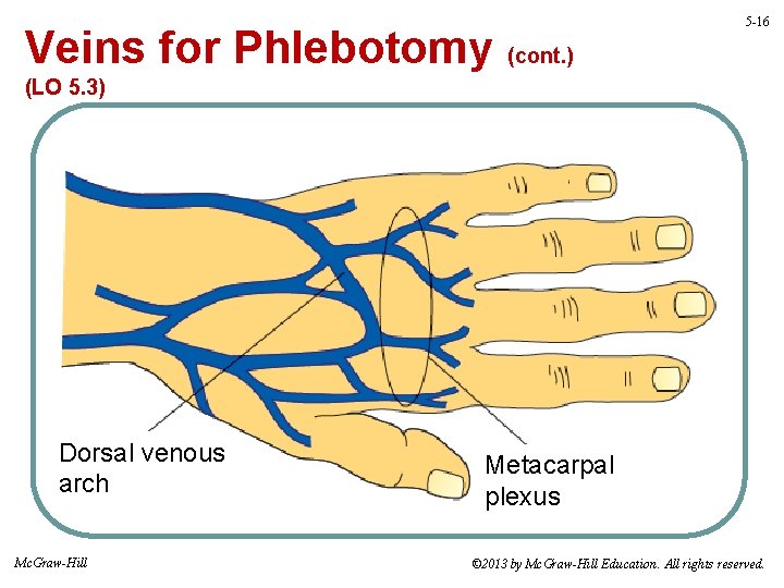 Veins for Phlebotomy (cont. ) 5 -16 (LO 5. 3) Dorsal venous arch Mc.