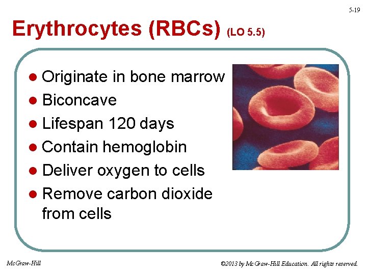5 -19 Erythrocytes (RBCs) (LO 5. 5) l Originate in bone marrow l Biconcave