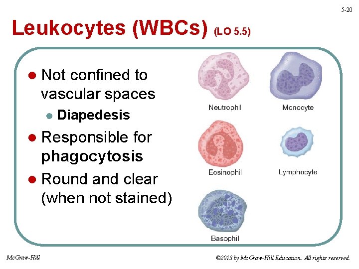 5 -20 Leukocytes (WBCs) (LO 5. 5) l Not confined to vascular spaces l