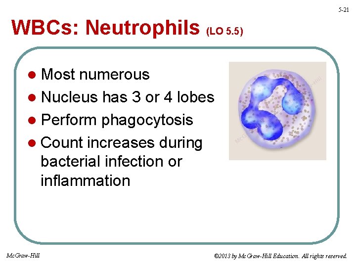 5 -21 WBCs: Neutrophils (LO 5. 5) l Most numerous l Nucleus has 3