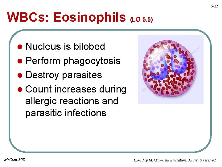 5 -22 WBCs: Eosinophils (LO 5. 5) l Nucleus is bilobed l Perform phagocytosis