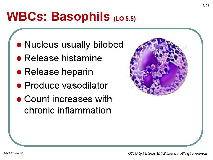 5 -23 WBCs: Basophils (LO 5. 5) l Nucleus usually bilobed l Release histamine