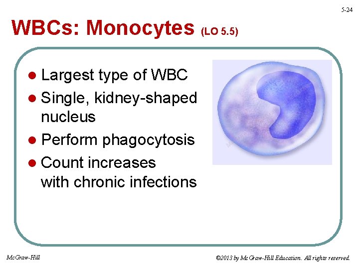 5 -24 WBCs: Monocytes (LO 5. 5) l Largest type of WBC l Single,