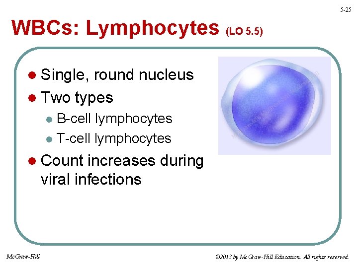 5 -25 WBCs: Lymphocytes (LO 5. 5) l Single, round nucleus l Two types