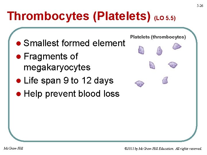 5 -26 Thrombocytes (Platelets) (LO 5. 5) l Smallest formed element l Fragments of