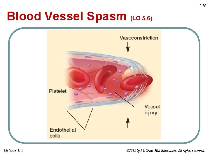 5 -30 Blood Vessel Spasm (LO 5. 6) Mc. Graw-Hill © 2013 by Mc.