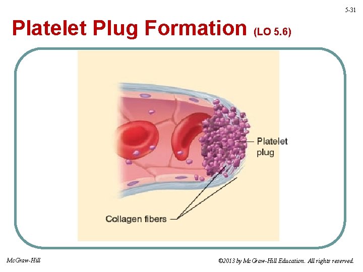5 -31 Platelet Plug Formation (LO 5. 6) Mc. Graw-Hill © 2013 by Mc.