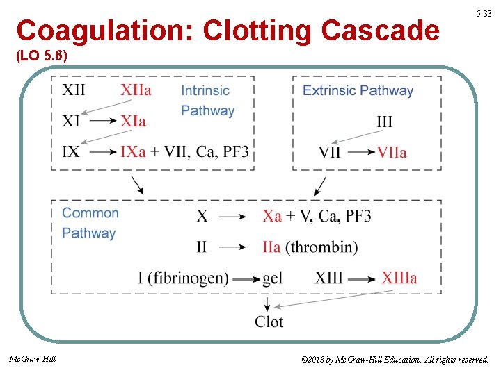 Coagulation: Clotting Cascade 5 -33 (LO 5. 6) Mc. Graw-Hill © 2013 by Mc.