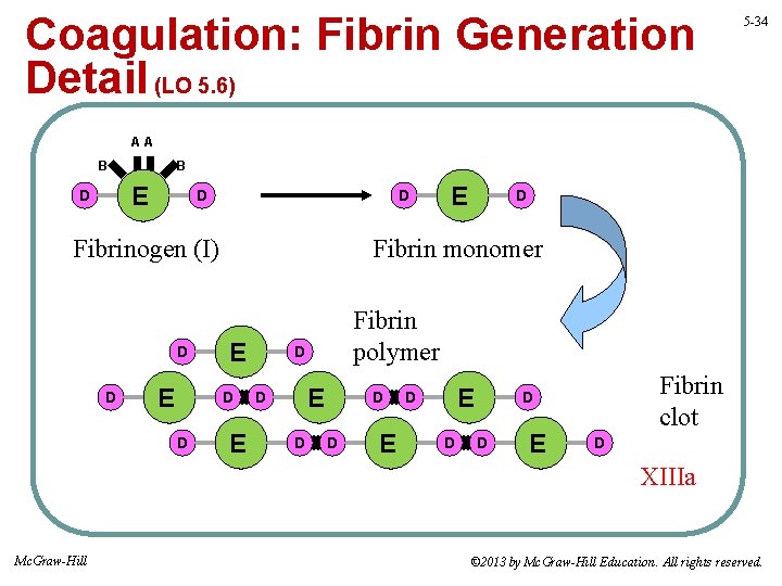 Coagulation: Fibrin Generation Detail (LO 5. 6) 5 -34 AA B B E D