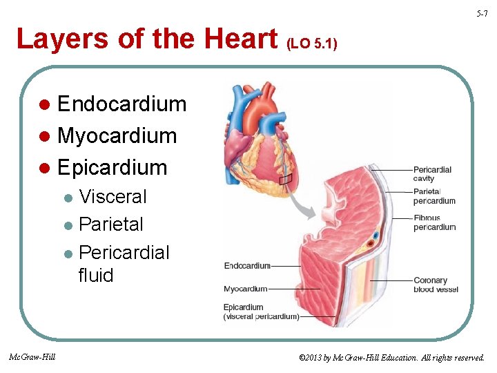 5 -7 Layers of the Heart (LO 5. 1) l Endocardium l Myocardium l