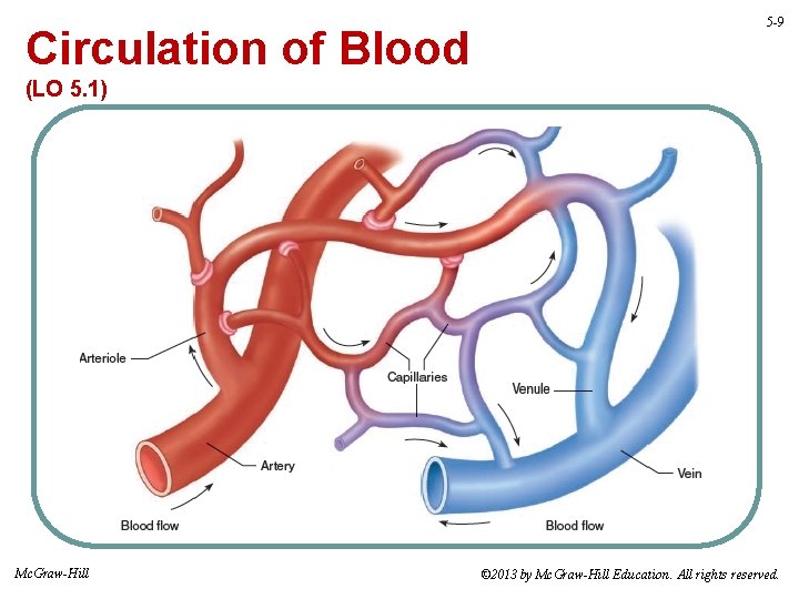 Circulation of Blood 5 -9 (LO 5. 1) Mc. Graw-Hill © 2013 by Mc.