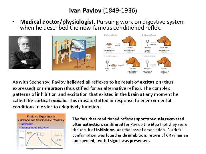 Ivan Pavlov (1849 -1936) • Medical doctor/physiologist. Pursuing work on digestive system when he