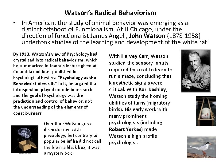 Watson’s Radical Behaviorism • In American, the study of animal behavior was emerging as