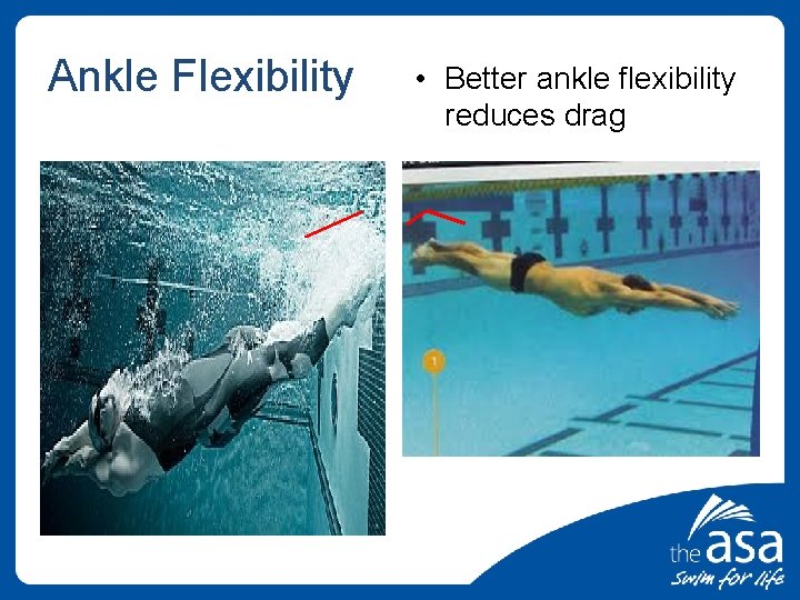 Ankle Flexibility • Better ankle flexibility reduces drag 