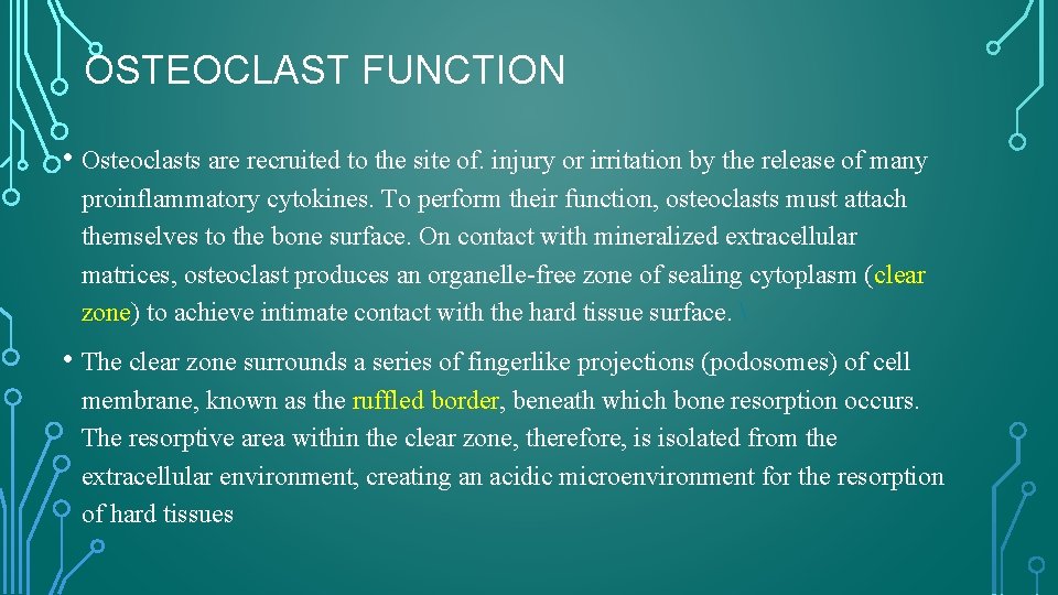 OSTEOCLAST FUNCTION • Osteoclasts are recruited to the site of. injury or irritation by