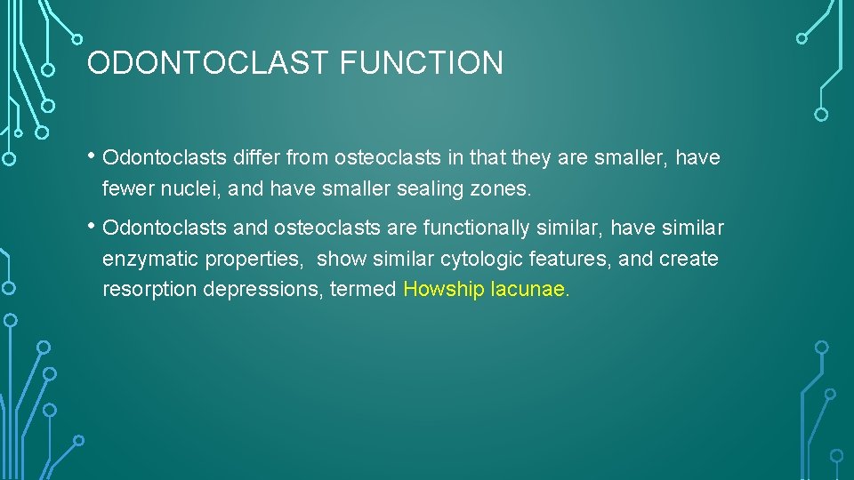 ODONTOCLAST FUNCTION • Odontoclasts differ from osteoclasts in that they are smaller, have fewer