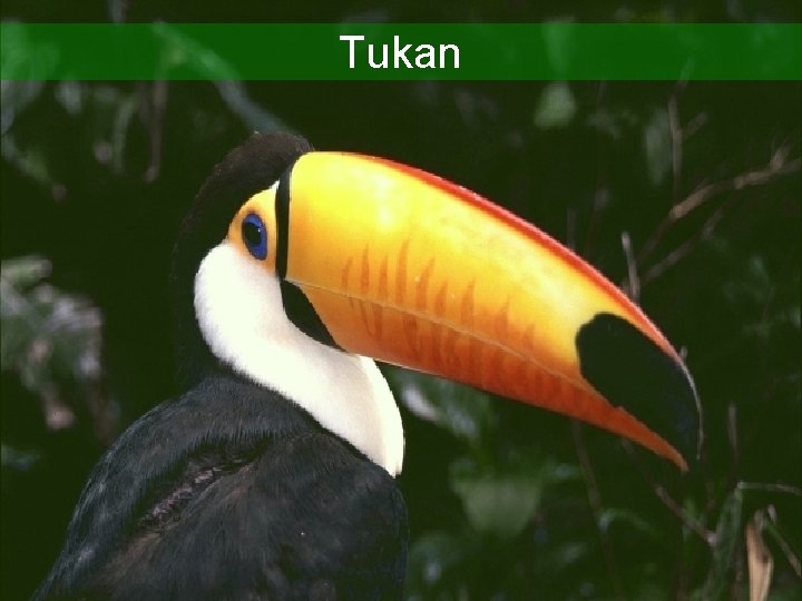 Tukan 