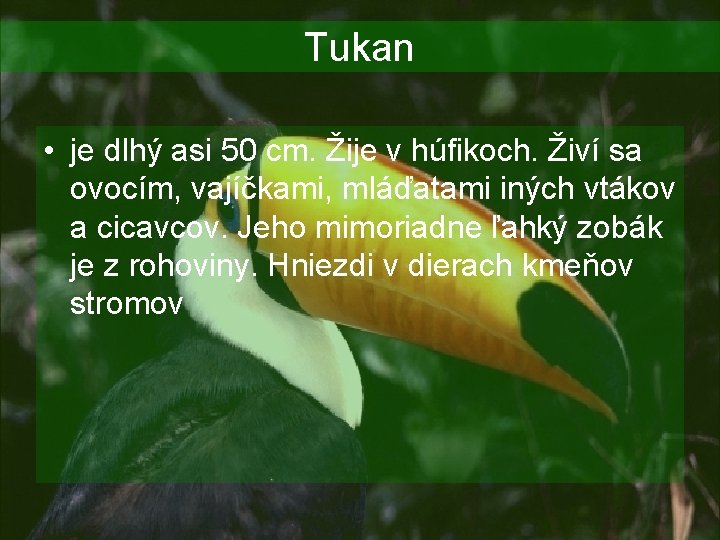 Tukan • je dlhý asi 50 cm. Žije v húfikoch. Živí sa ovocím, vajíčkami,