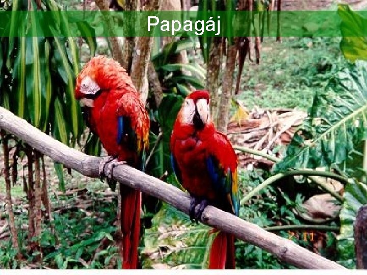 Papagáj 