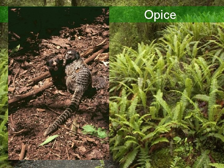 Opice 