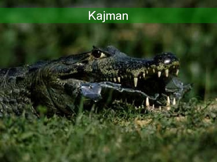 Kajman 