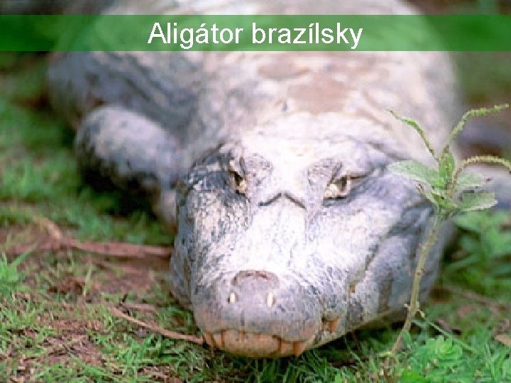 Aligátor brazílsky 