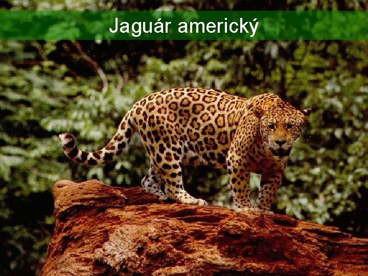 Jaguár americký 