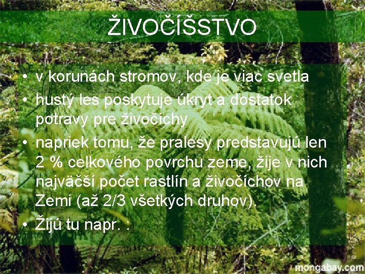 ŽIVOČÍŠSTVO • v korunách stromov, kde je viac svetla • hustý les poskytuje úkryt