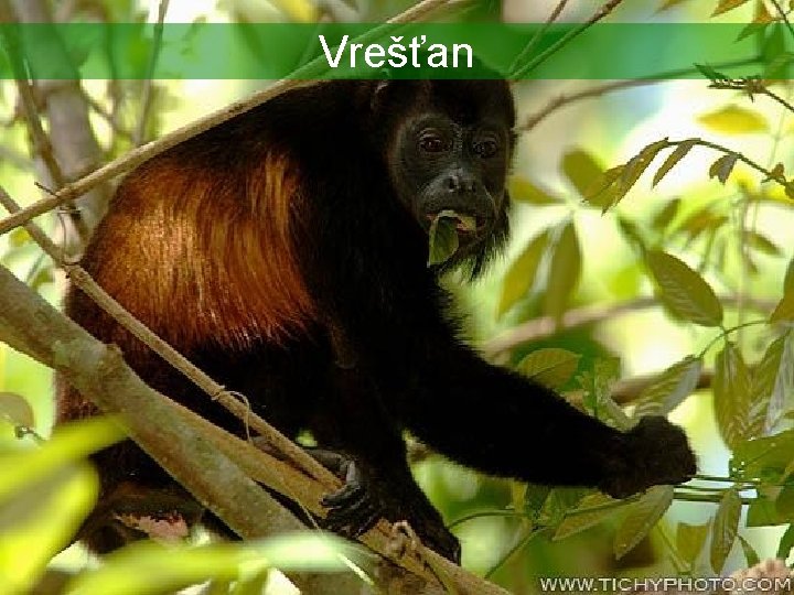 Vrešťan 