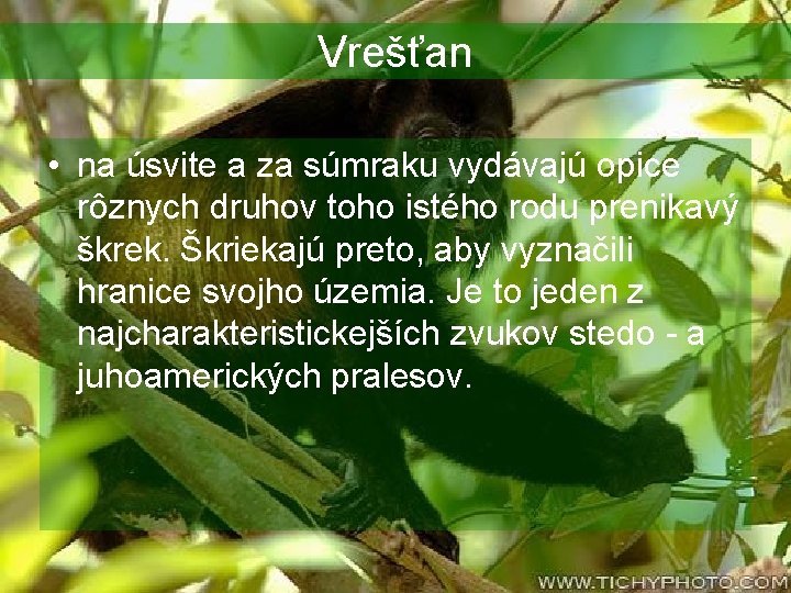 Vrešťan • na úsvite a za súmraku vydávajú opice rôznych druhov toho istého rodu