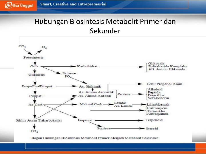 Hubungan Biosintesis Metabolit Primer dan Sekunder 