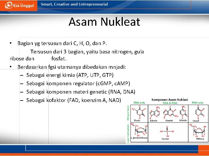 Asam Nukleat • Bagian yg tersusun dari C, H, O, dan P. Tersusun dari