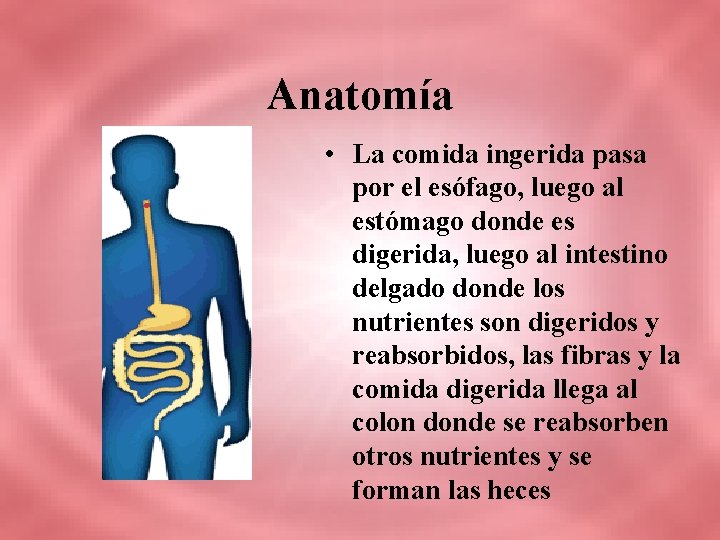 Anatomía • La comida ingerida pasa por el esófago, luego al estómago donde es